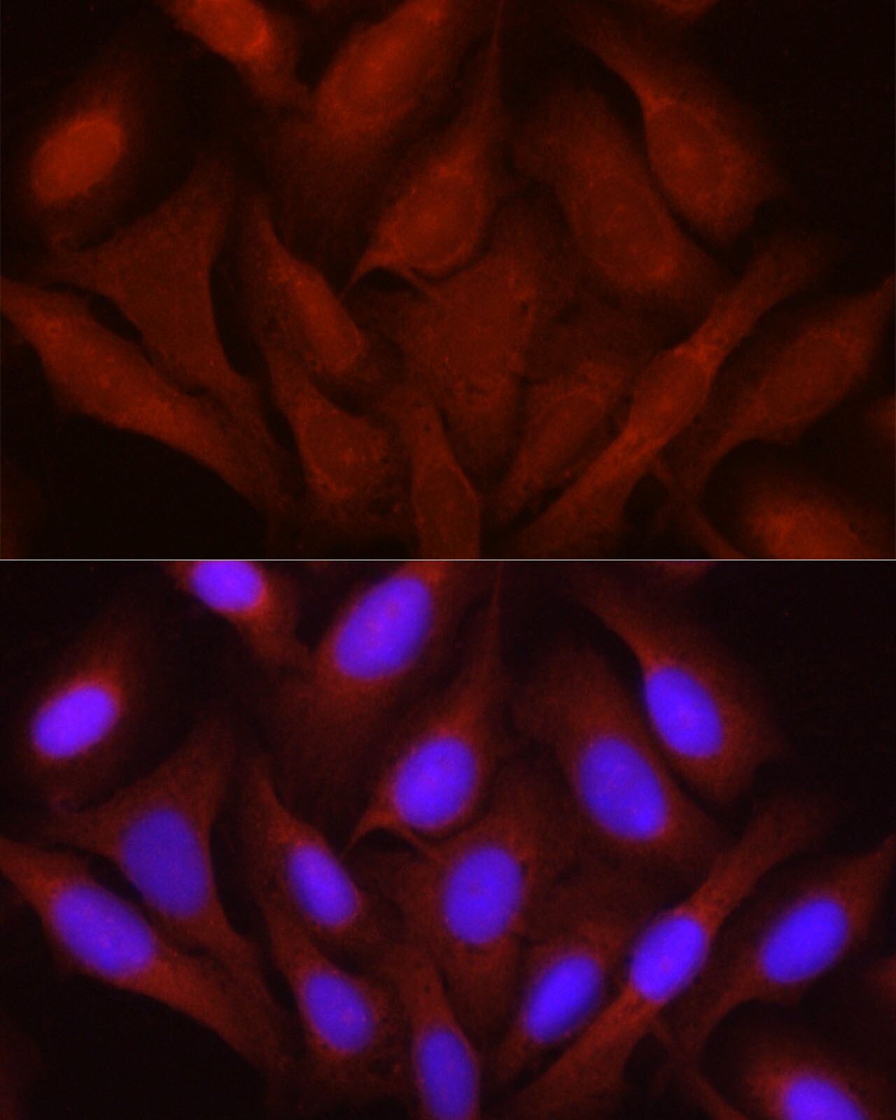 JNK1/2/3 Antibody - Azide and BSA Free