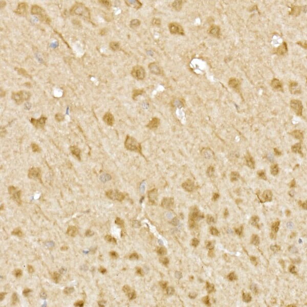 JNK1/2/3 Antibody - Azide and BSA Free