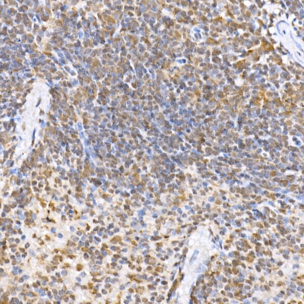 JNK1/2/3 Antibody - Azide and BSA Free