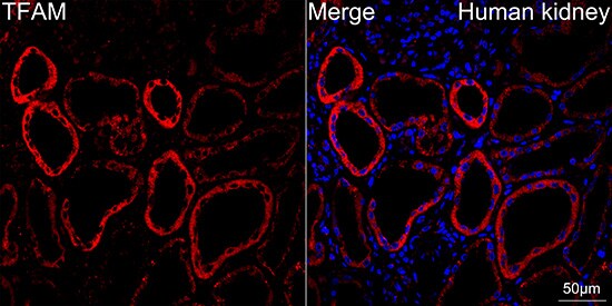 mtTFA Antibody (4H2M9)