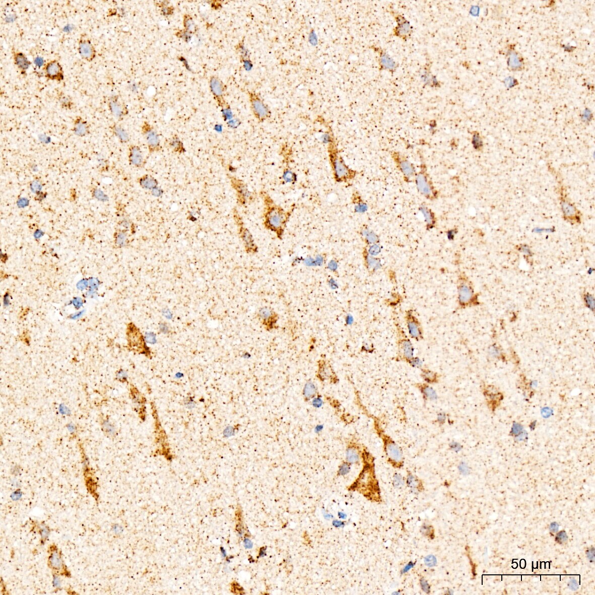 mtTFA Antibody (4H2M9)