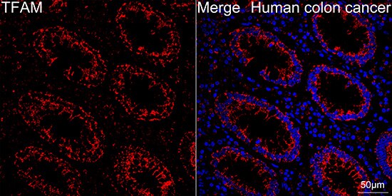 mtTFA Antibody (4H2M9)