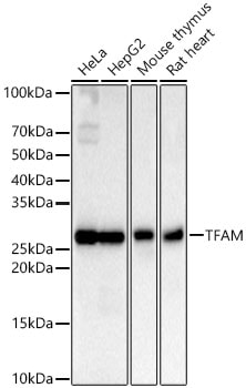 mtTFA Antibody (4H2M9)