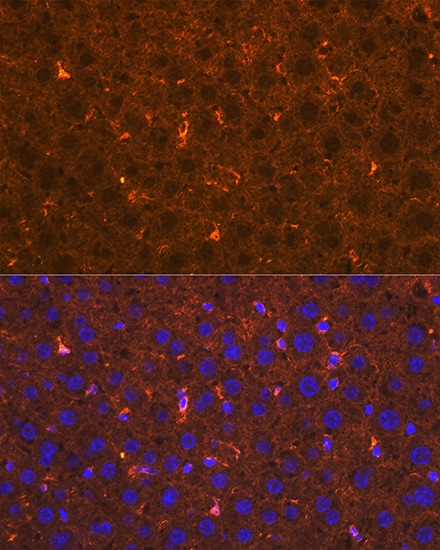 Apolipoprotein A-II/ApoA2 Antibody (5F7U1)