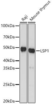 LSP1 Antibody (4U10N5)