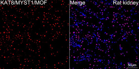 MYST1 Antibody (6U5Z6)