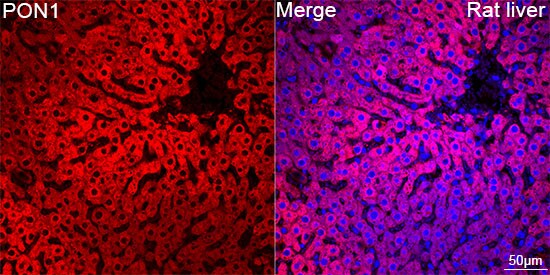 PON1 Antibody (4X7X2)