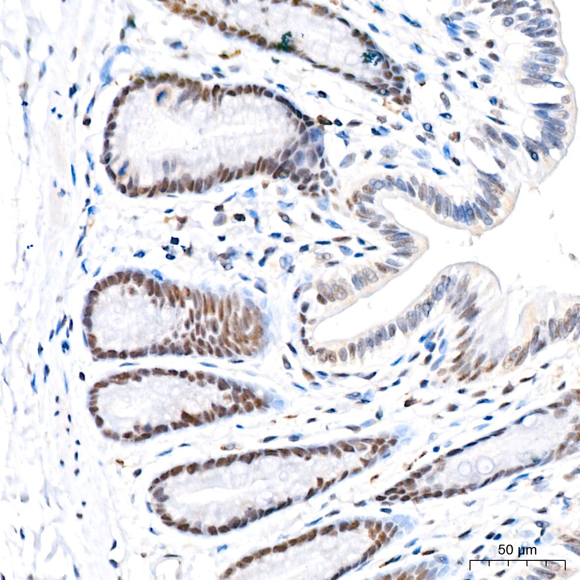 USP7 Antibody (3J7G1)