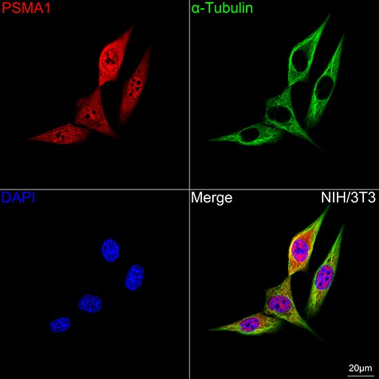 PSMA1 Antibody (5X3A6)