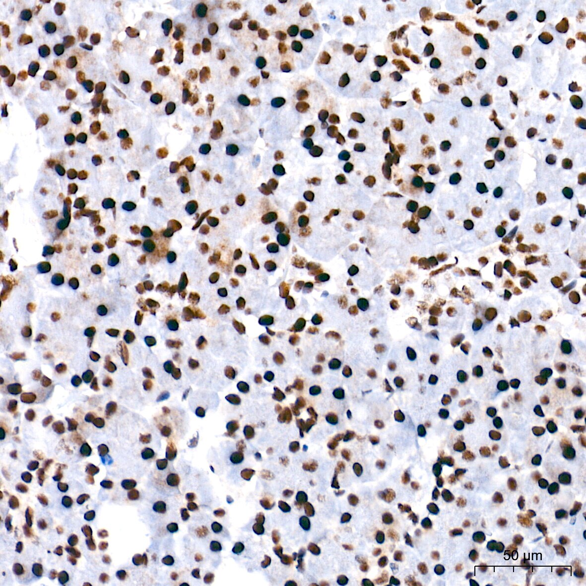 PTBP1 Antibody (9M6A8)