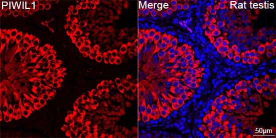 PIWIL1/HIWI Antibody (0H5A4)