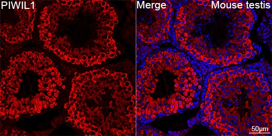 PIWIL1/HIWI Antibody (0H5A4)