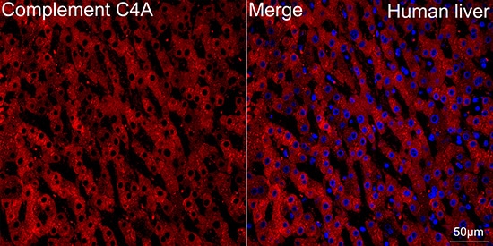 Complement C4a Antibody (4C3F2)