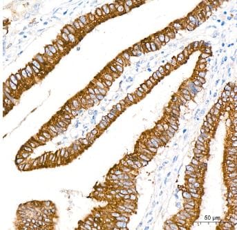 COX-2 Antibody (2V7G8) - BSA Free