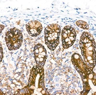 COX-2 Antibody (2V7G8) - BSA Free
