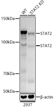 STAT2 Antibody (4A5P8)
