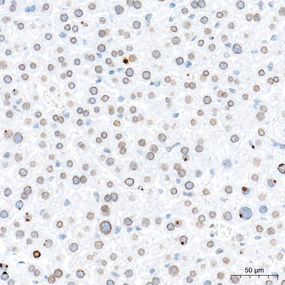 BANF1 Antibody (6J8O2)
