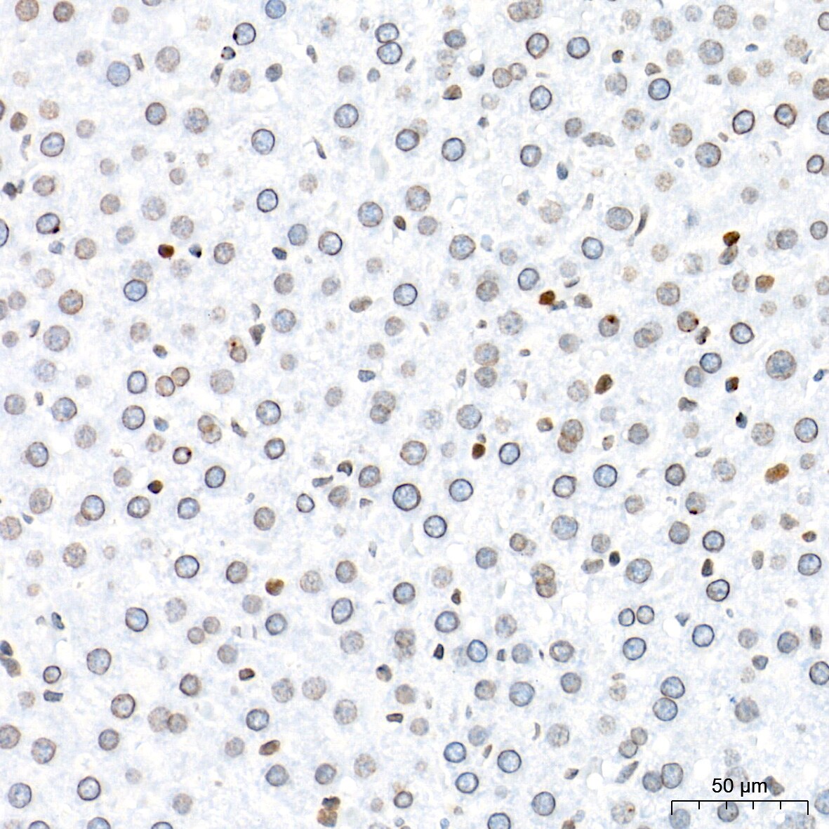 BANF1 Antibody (6J8O2)