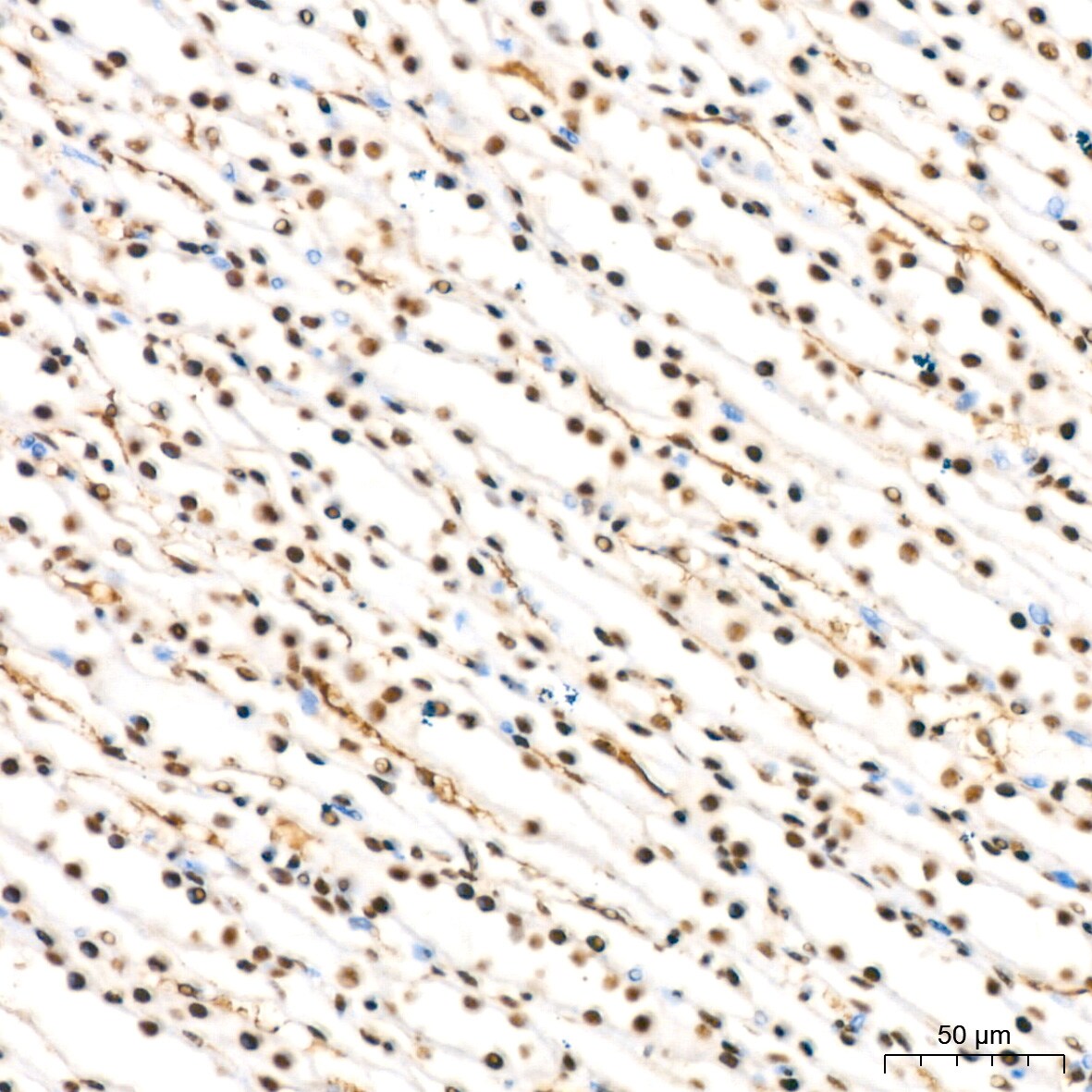HP1 alpha Antibody (8C3M6)