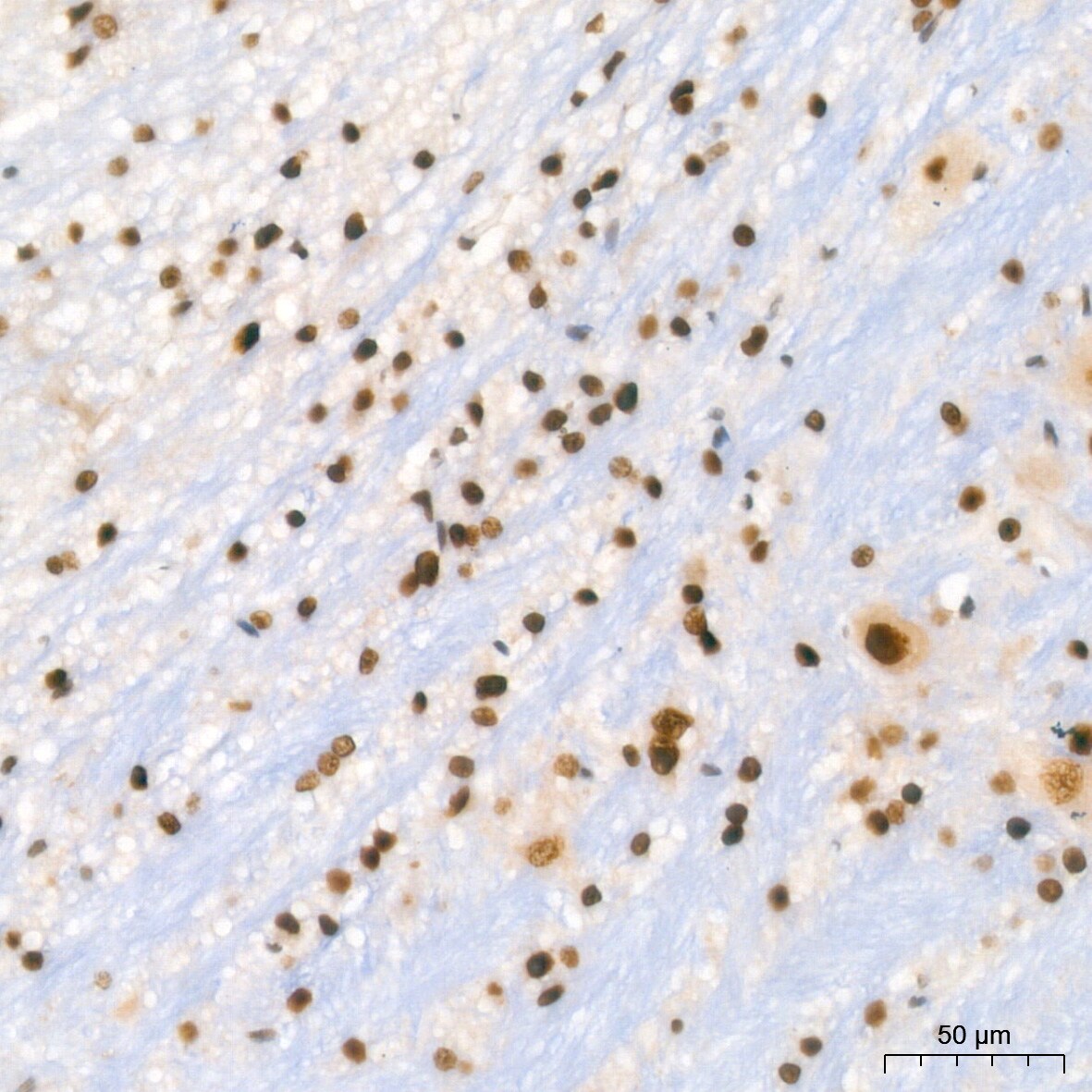 HP1 alpha Antibody (8C3M6)
