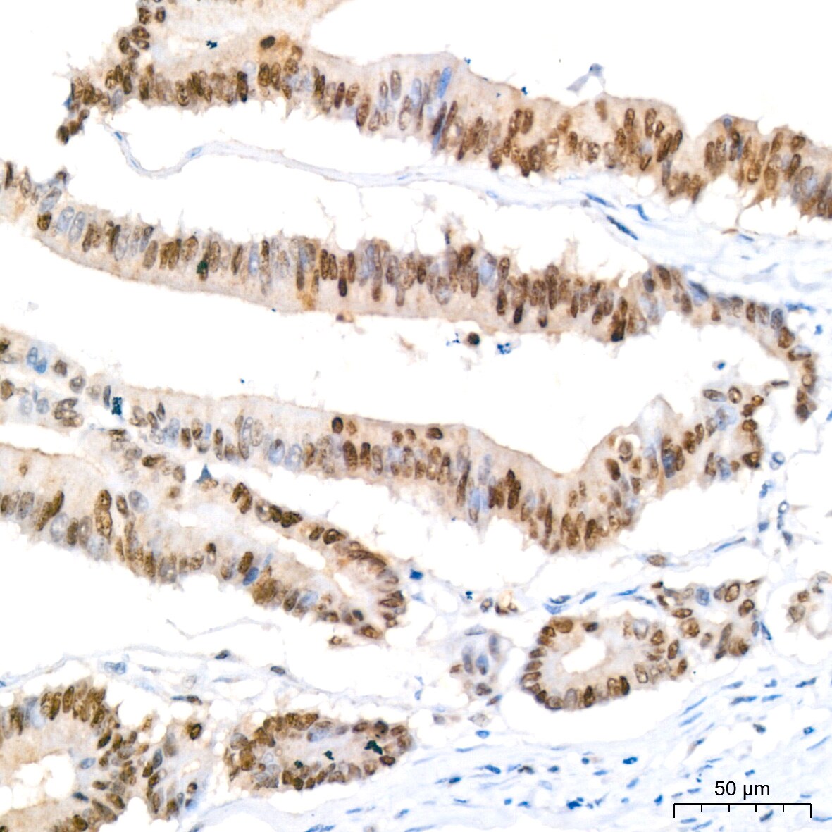 HP1 alpha Antibody (8C3M6)