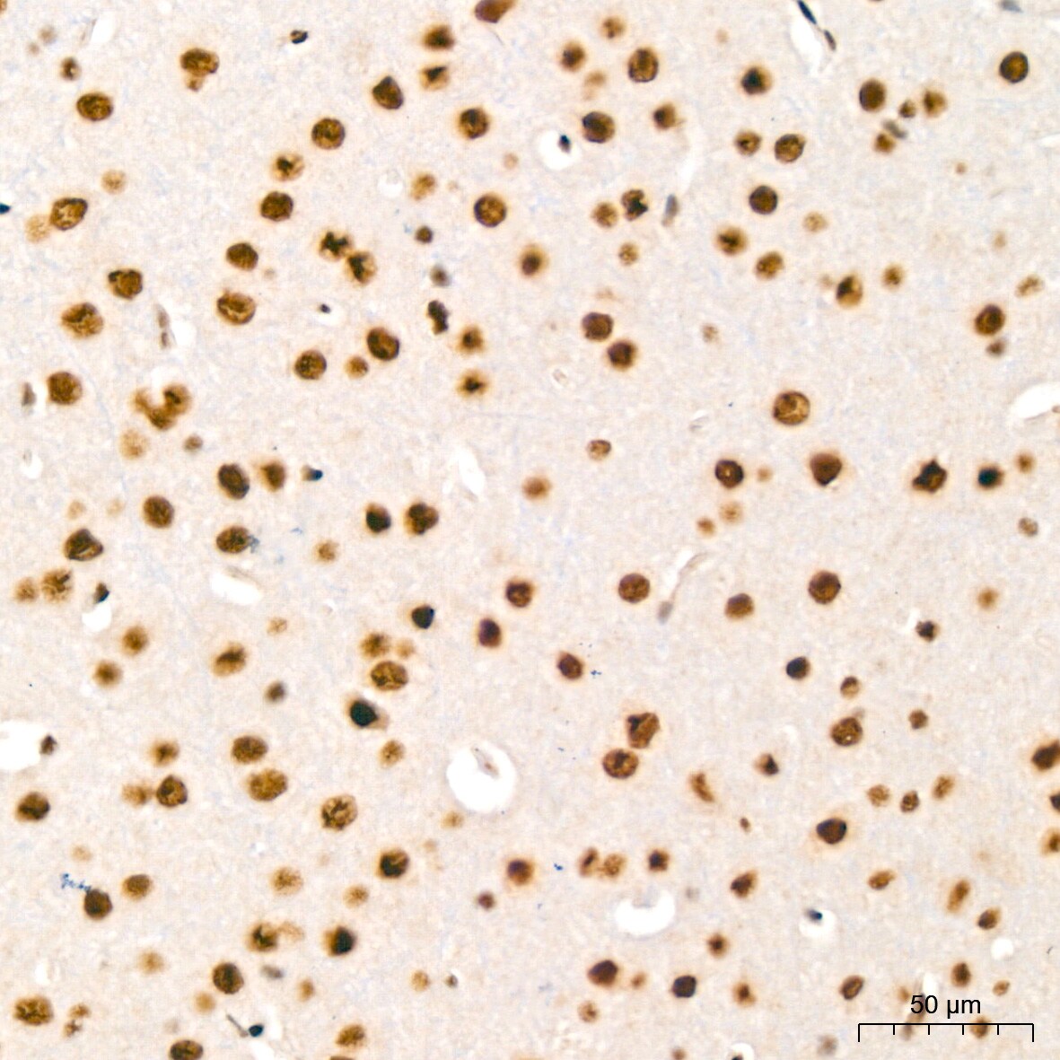 HP1 alpha Antibody (8C3M6)