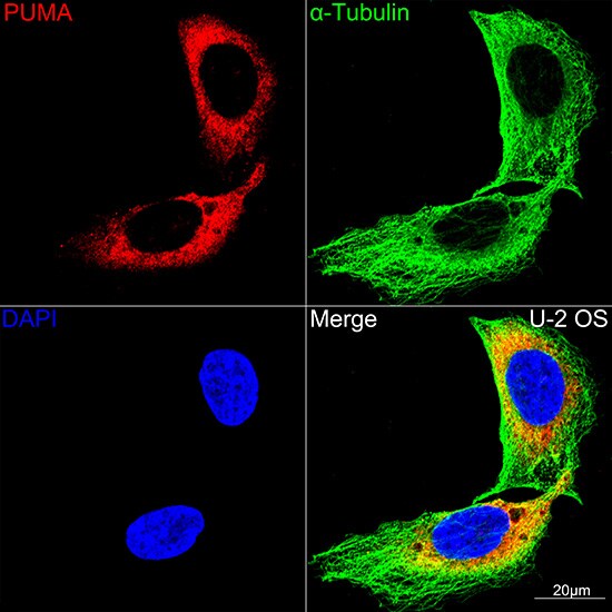 PUMA Antibody (9C5W5)