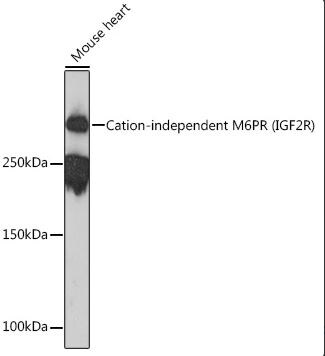 IGF-II R/IGF2R Antibody (4J4A3)