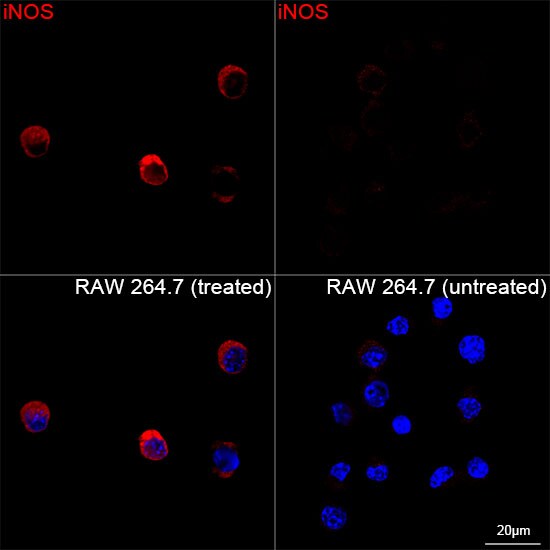 iNOS Antibody (3L0U6)