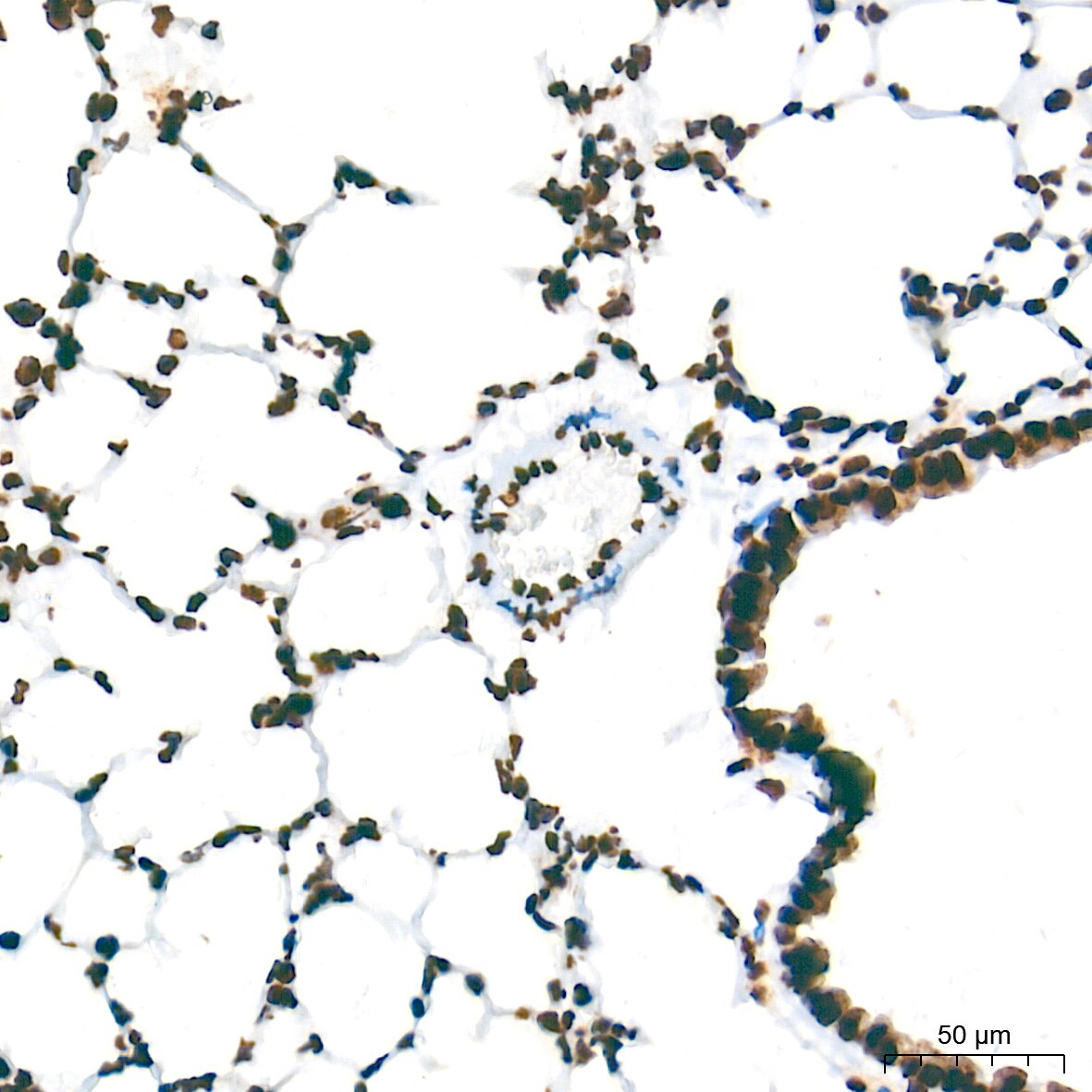 NONO Antibody (0V0N8)