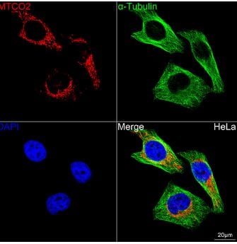 MT-CO2 Antibody (6H0N5)