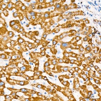 MT-CO2 Antibody (6H0N5)