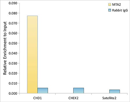 MTA2 Antibody (9A5Y7)