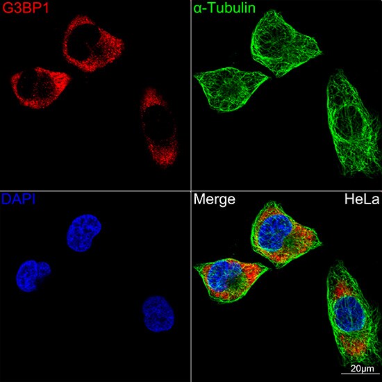 G3BP1 Antibody (5A4T0)