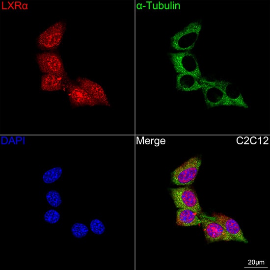 LXR alpha/NR1H3 Antibody (7Z4H10)