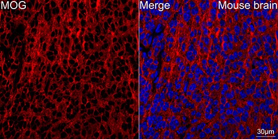 MOG Antibody (7G8C4)