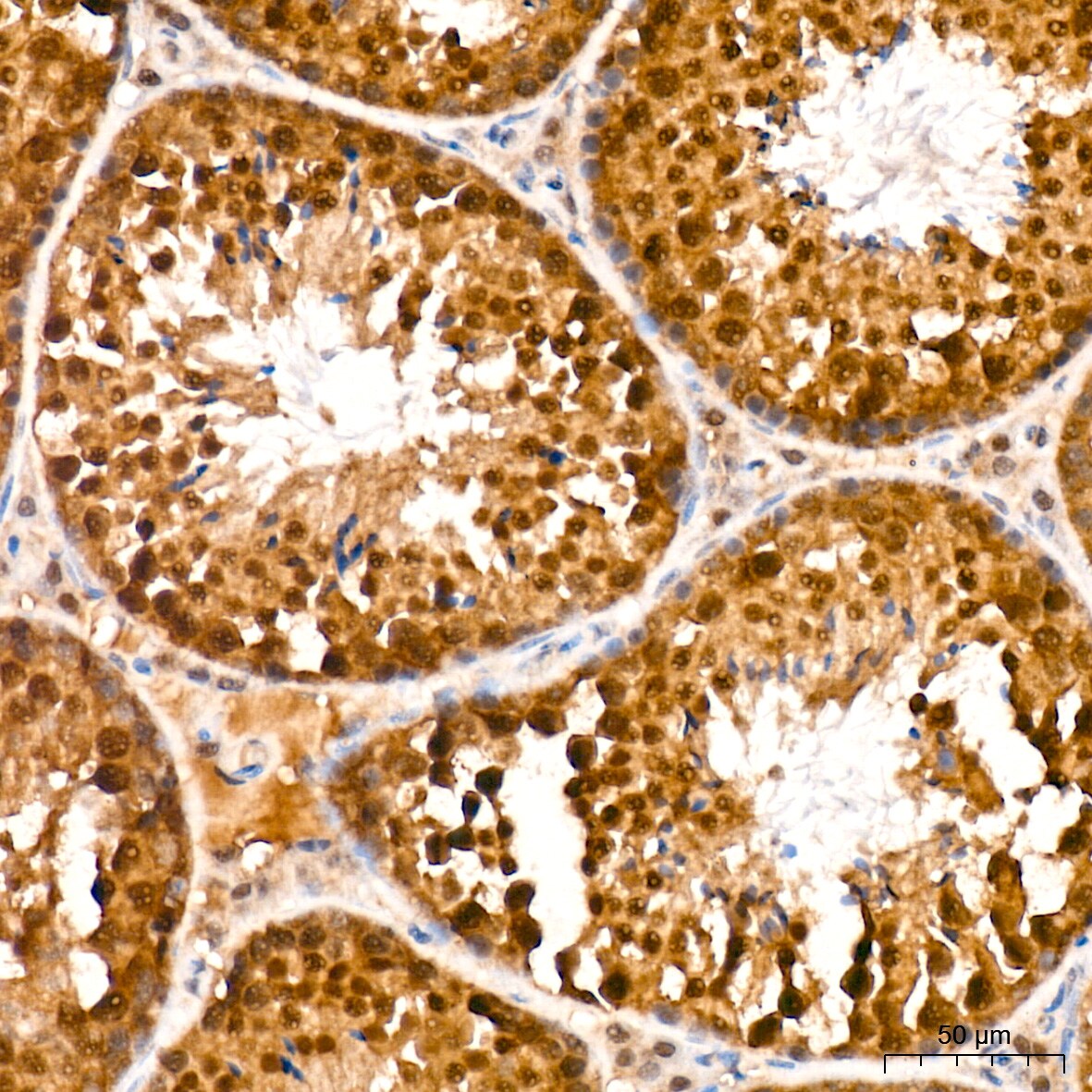 JAB1 Antibody (3X5F0)