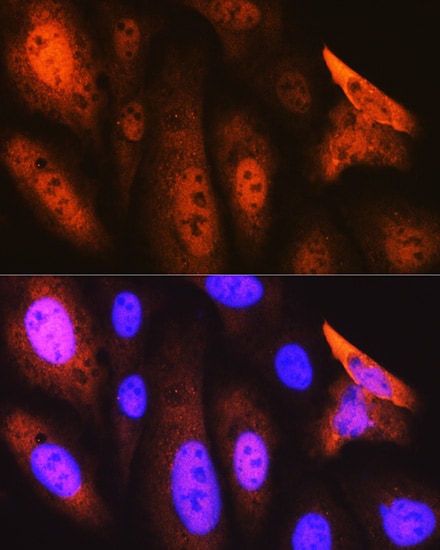 JAB1 Antibody (3X5F0)