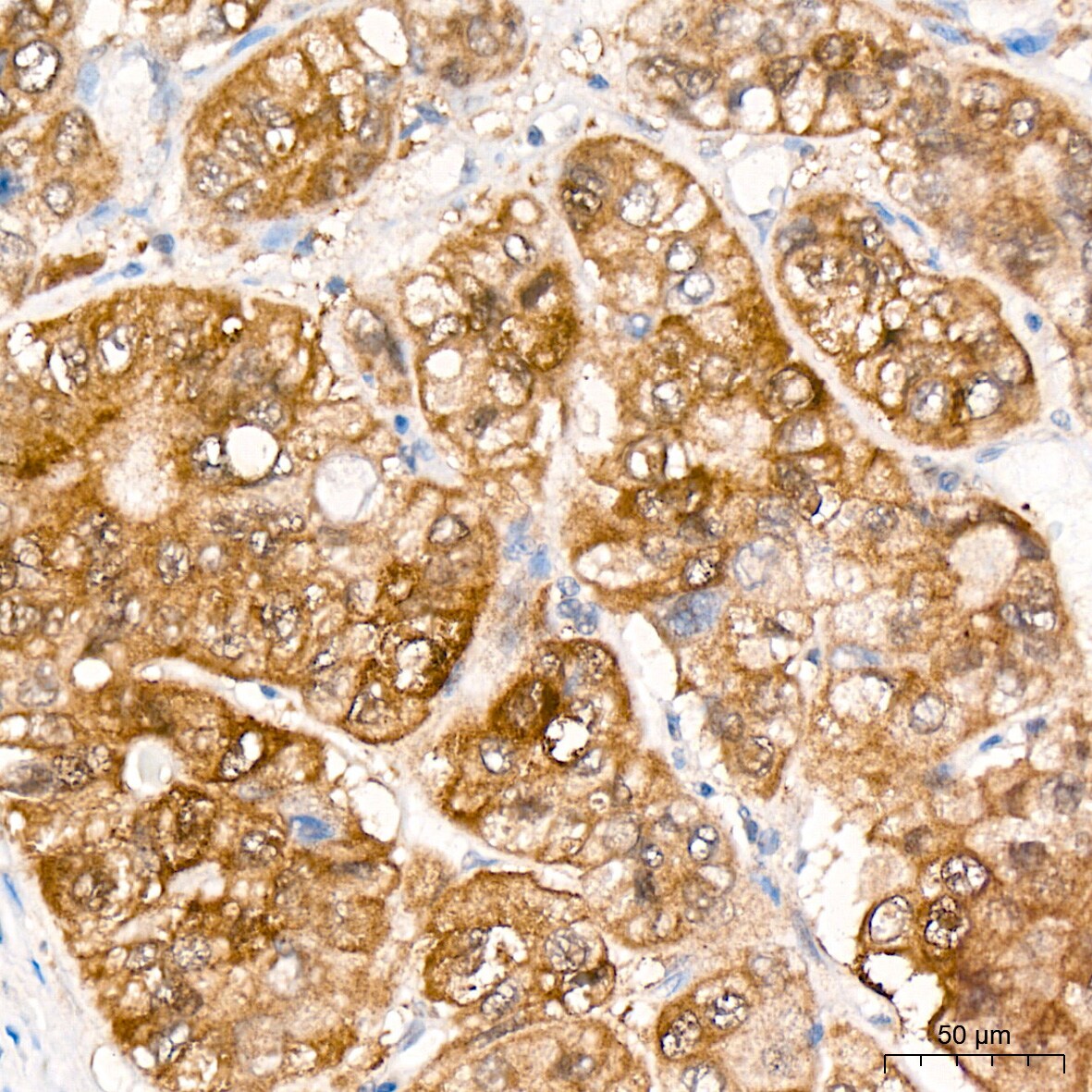 JAB1 Antibody (3X5F0)