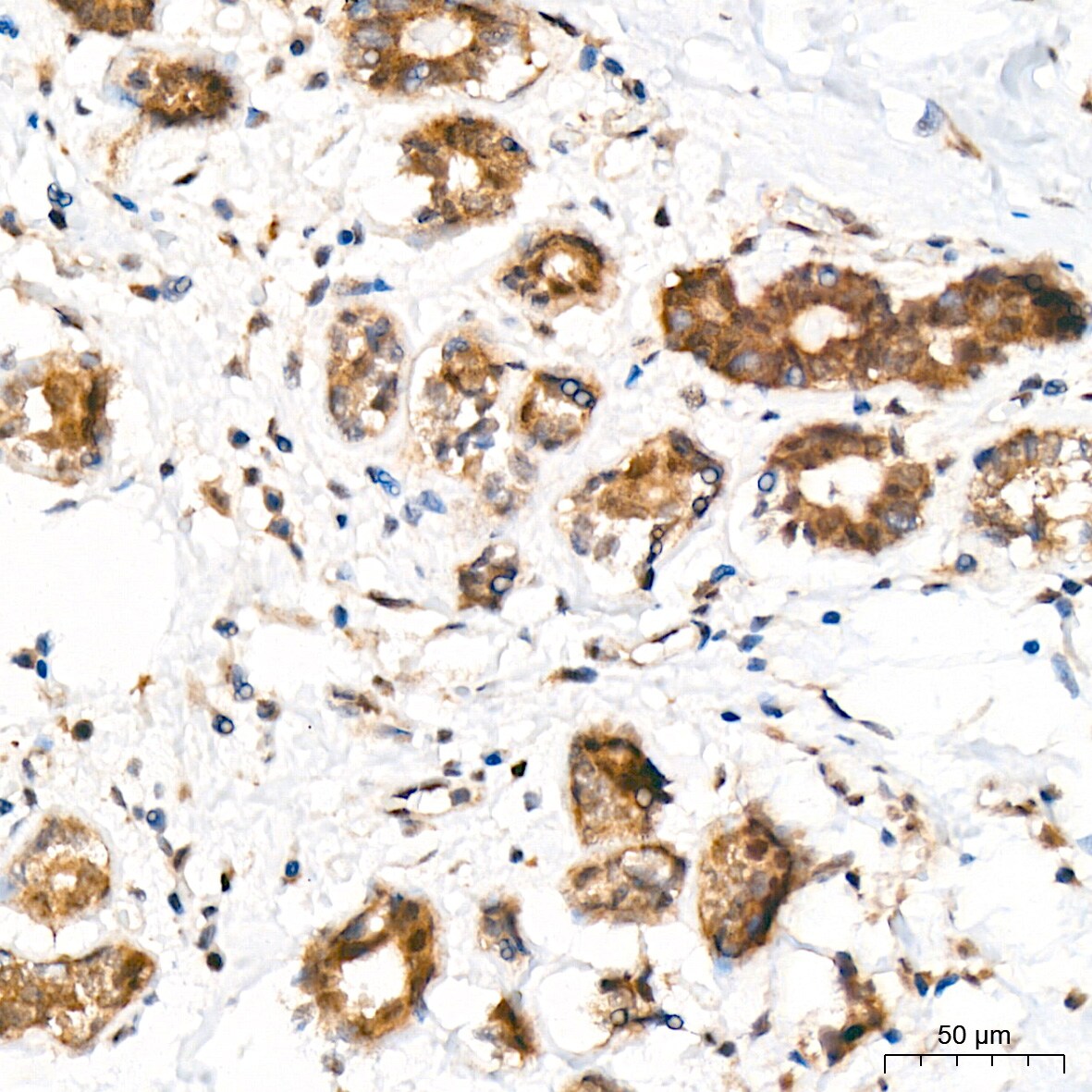 JAB1 Antibody (3X5F0)