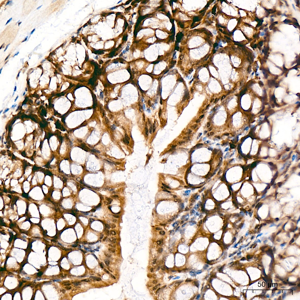 JAB1 Antibody (3X5F0)