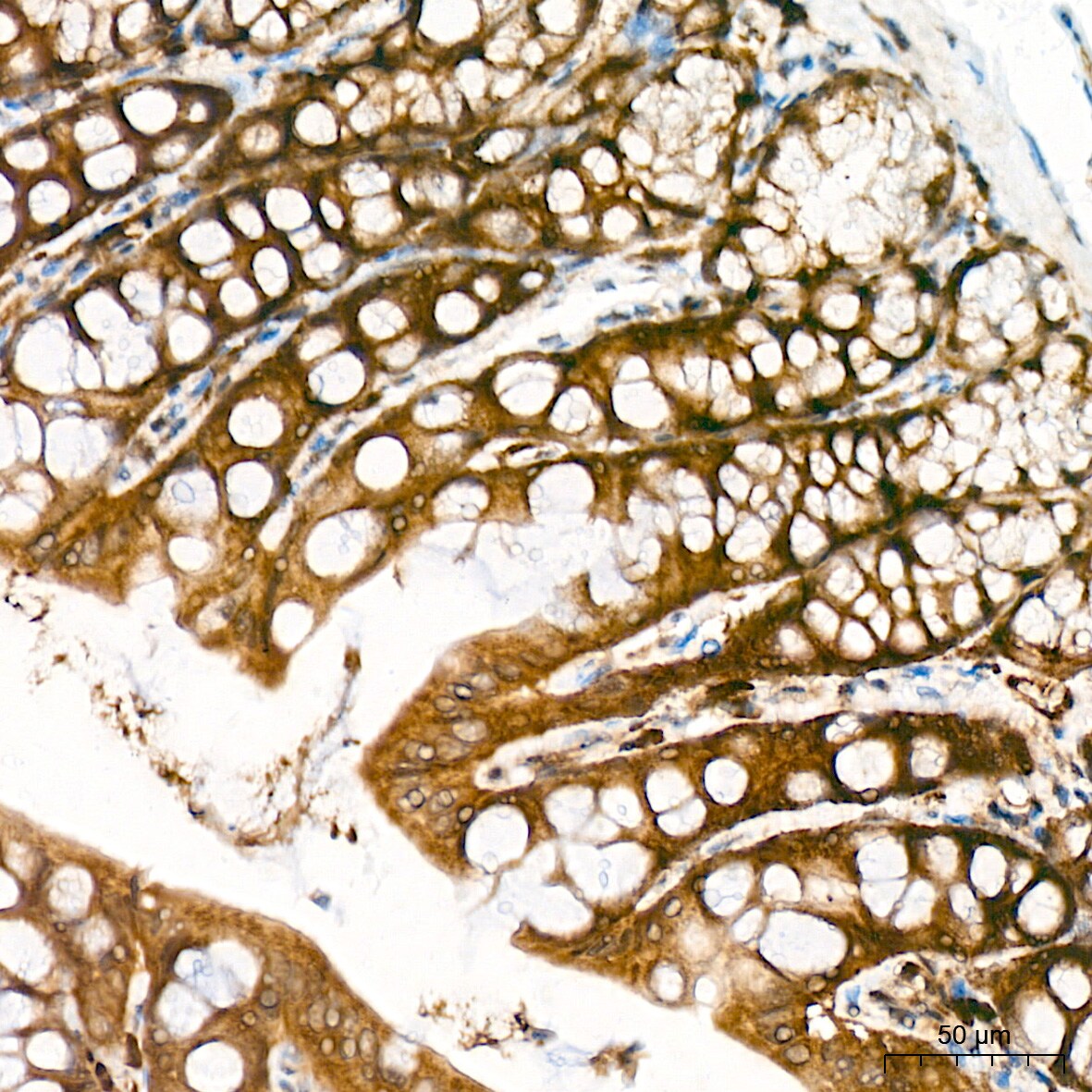 JAB1 Antibody (3X5F0)