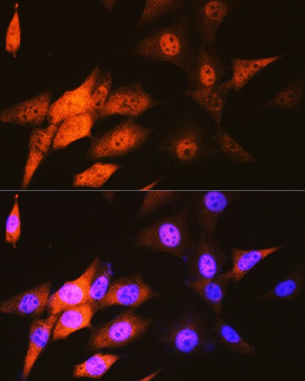 JAB1 Antibody (3X5F0)