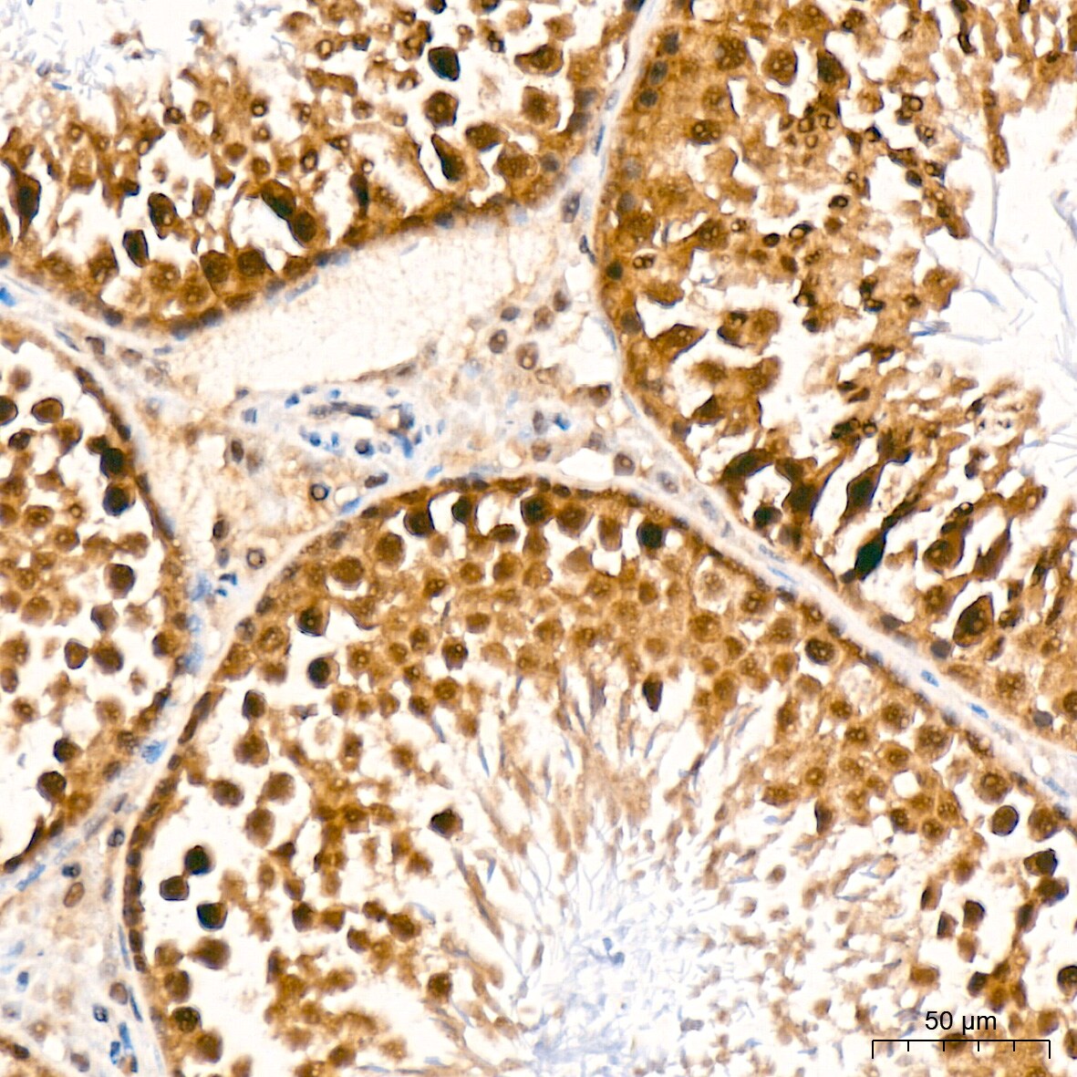 JAB1 Antibody (3X5F0)