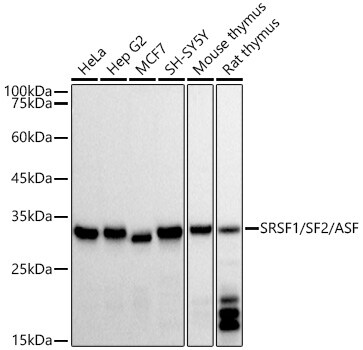 SF2 Antibody (3J5Q9)