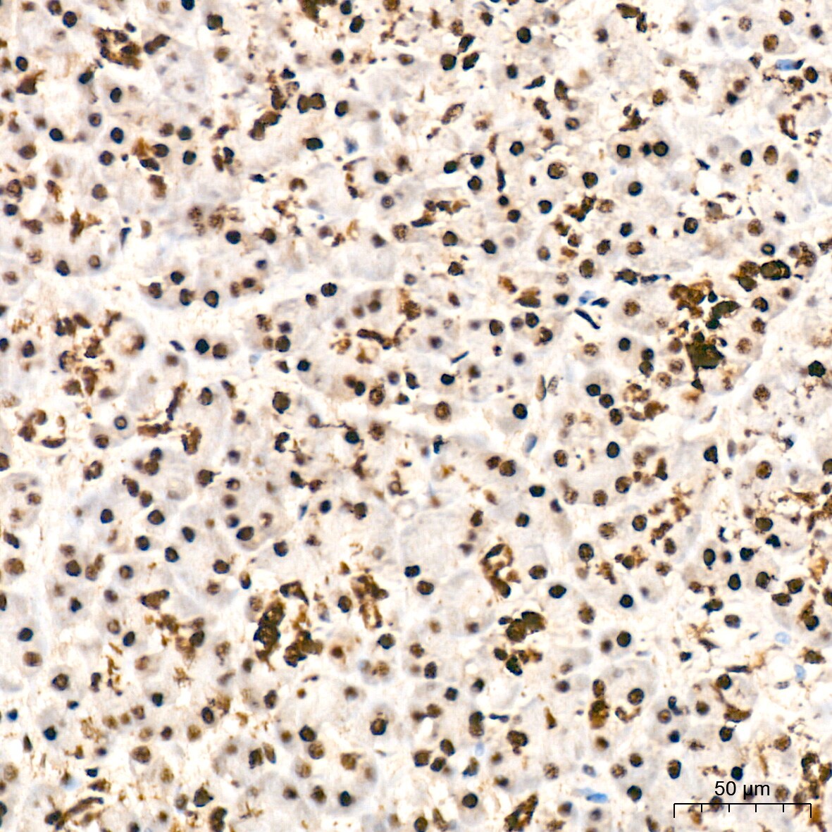 SF2 Antibody (3J5Q9)