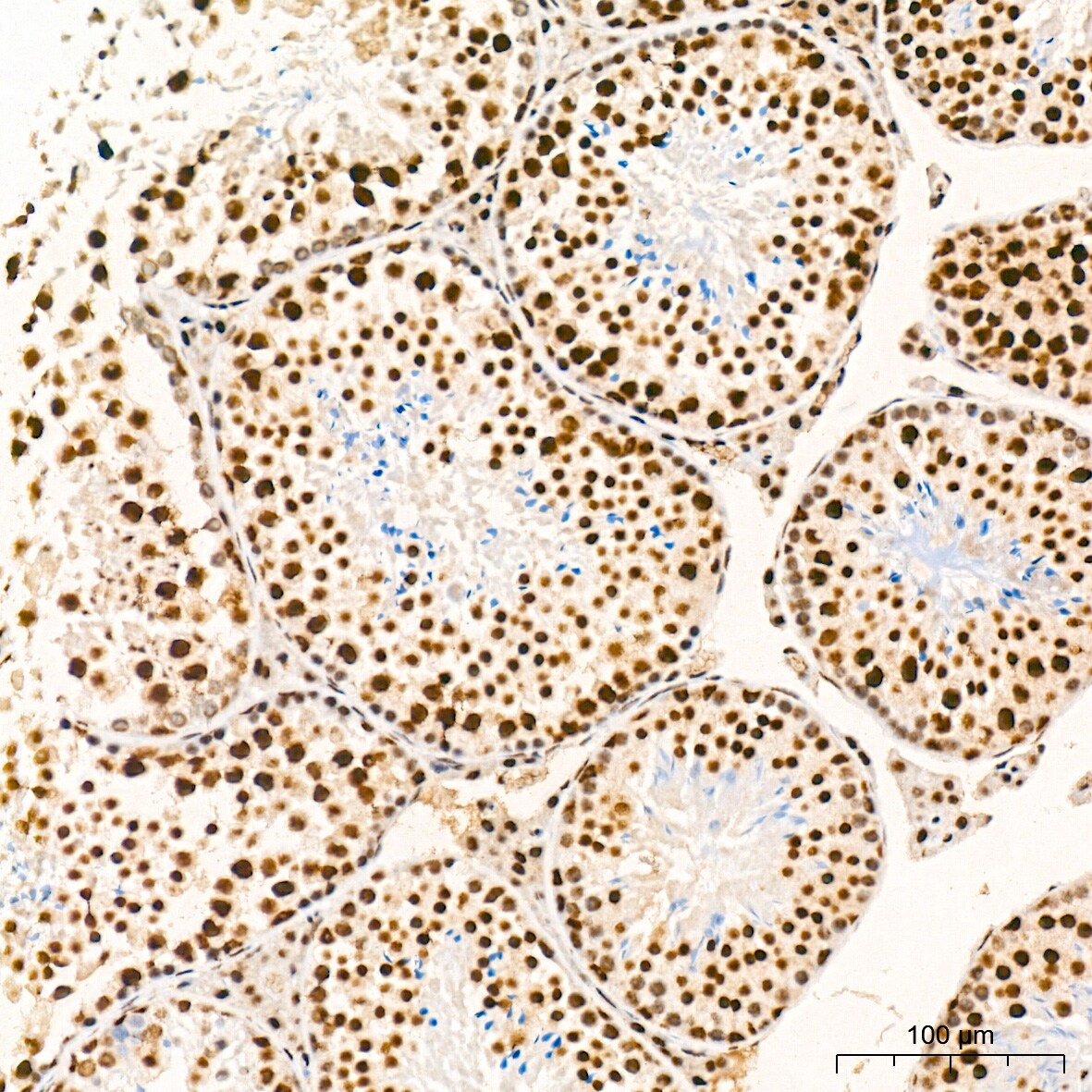 SF2 Antibody (3J5Q9)