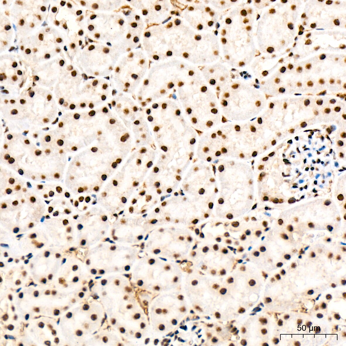 SF2 Antibody (3J5Q9)