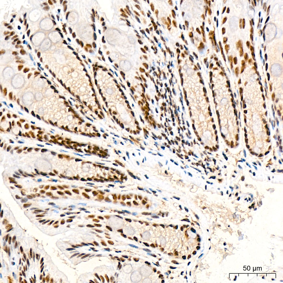 SF2 Antibody (3J5Q9)