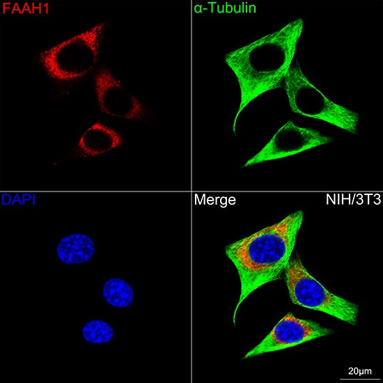 FAAH Antibody (10A1M7)